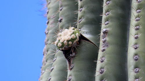 Low angle view of prickly pear cactus