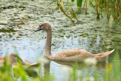 Side view of a duck in lake