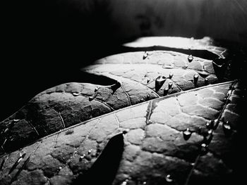 Close-up of wet leaf