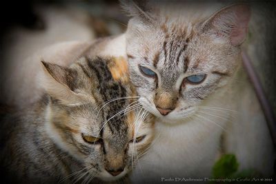 Close-up portrait of cat