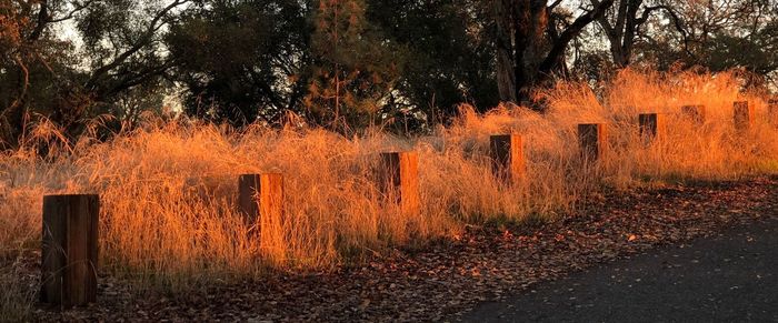 Trees in forest during autumn