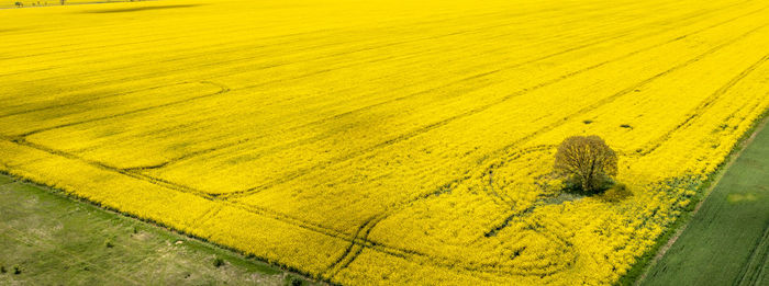 Scenic view of agricultural field