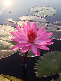 Close-up of lotus water lily in pond