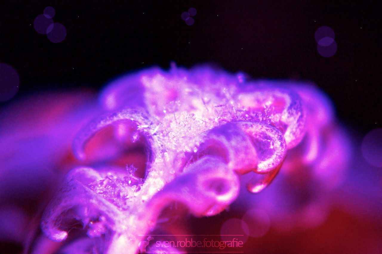 CLOSE-UP OF PURPLE FLOWERS