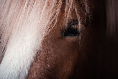 Close-up of horse