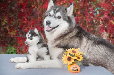 Dog on flower during autumn