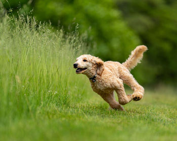 Dog running on grass