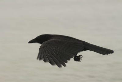 Close-up of bird flying against sky