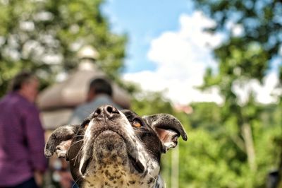 Close-up of a dog