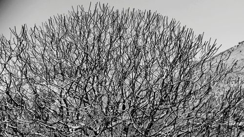 Low angle view of bare tree against clear sky