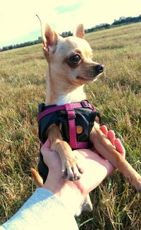 Close-up of dog sitting on field