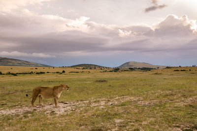 Horses on landscape against sky