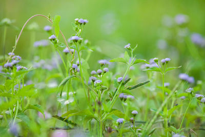 Close-up of flowers blooming outdoors