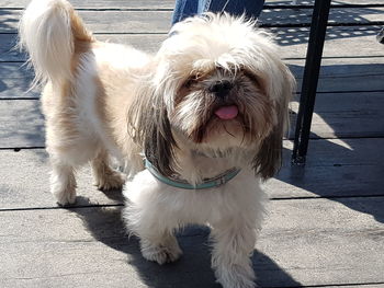 Close-up portrait of dog
