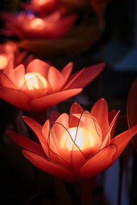 Close-up of illuminated red flower