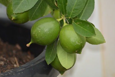 Close-up of apples growing on tree