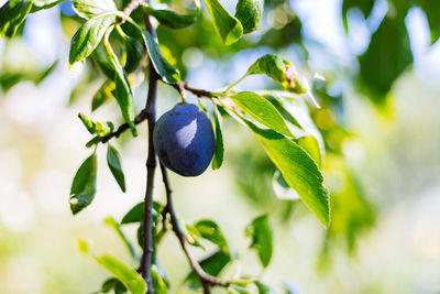 Close-up of plums growing on tree