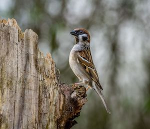 Close-up of sparrow perching on wood