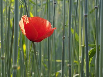 Close-up of red poppy flower on field