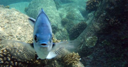 Fish swimming in sea