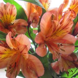 Close-up of day lily