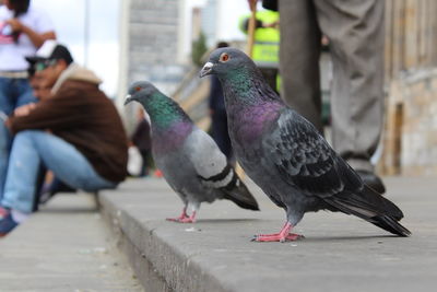 Close-up of pigeons perching outdoors