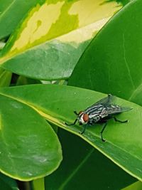 High angle view of insect on leaf