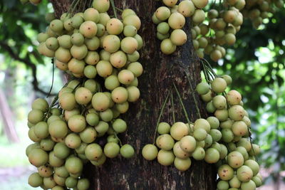 Close-up of grapes hanging on tree