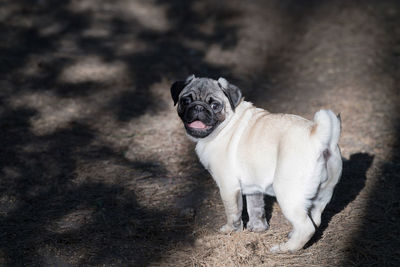 Portrait of dog standing outdoors