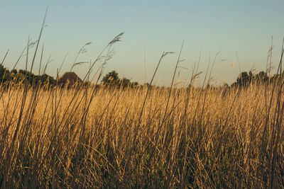 Scenic view of field against clear sky