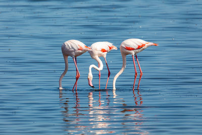 View of birds in lake