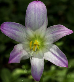 Close-up of purple flower