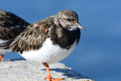 Close-up of seagull perching outdoors