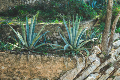 Plants growing on field