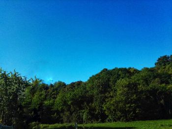 Trees on field against clear blue sky