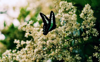 Close-up of butterfly on plant