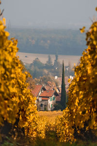 Satigny seen from the vineyards