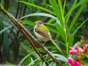 Bird perching on a plant