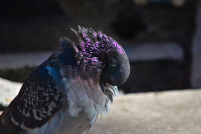 Close-up of a bird