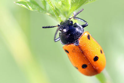 Close-up of insect