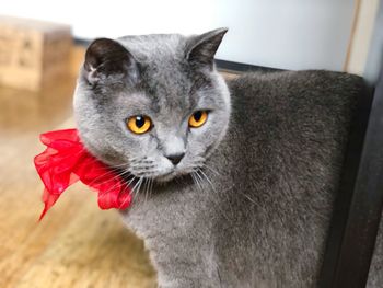 Close-up portrait of cat sitting