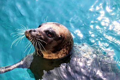 Close-up of seal swimming in sea