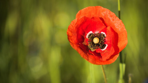 Close-up of red poppy flower