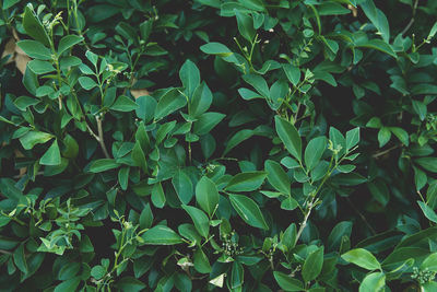 Full frame shot of fresh green plants