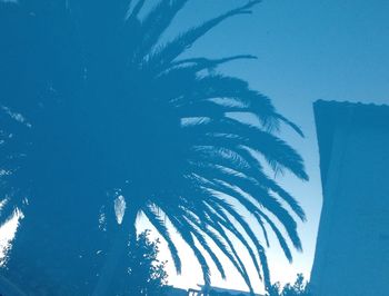 Low angle view of trees against blue sky