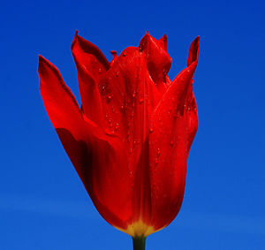 Close-up of red poppy flower against blue sky