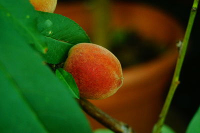 Close-up of strawberry on plant