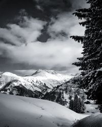 Pine trees on snowcapped mountains against sky