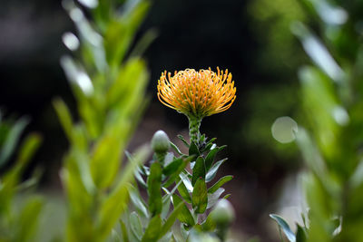 Close-up of flower blooming outdoors