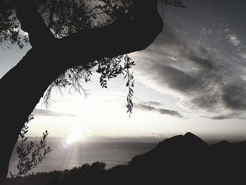 Silhouette of tree against sky during sunset